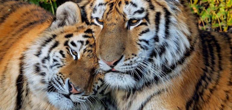 Odwiedzamy Berlin: Berlińskie Zoo