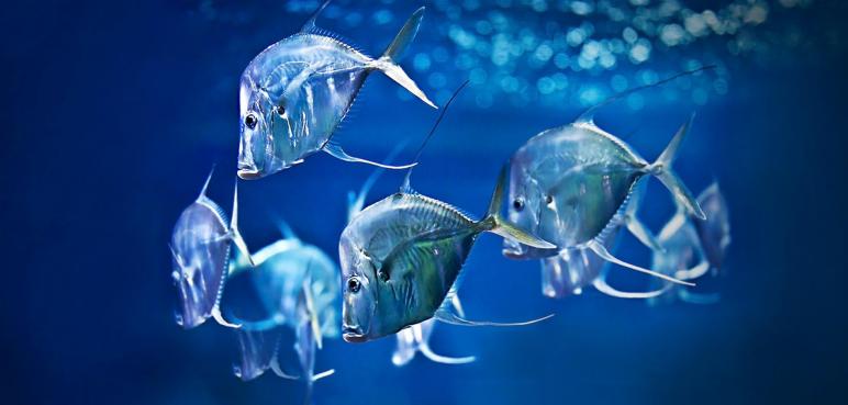 Odwiedzamy Berlin: Aquarium przy berlińskim zoo