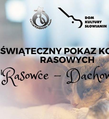 Świąteczny Pokaz Kotów Rasowych Świąteczny Pokaz Kotów Rasowych