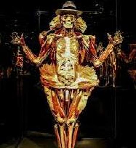 Body Worlds Body Worlds
