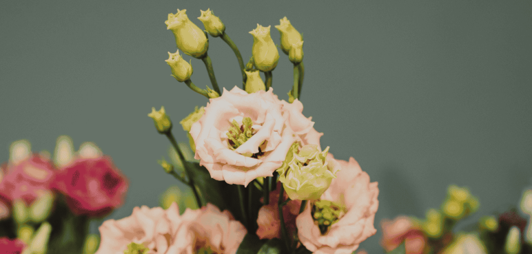 Najczęstsze błędy przy kupowaniu kwiatów – na co uważać w Szczecinie?