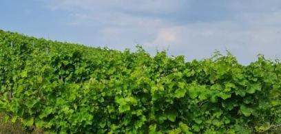 Weekend Otwartych Winnic Pomorza Zachodniego. 